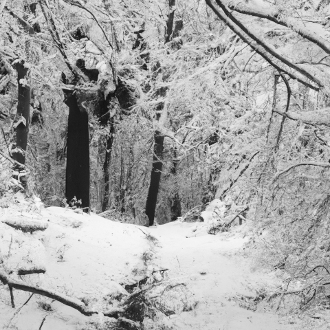 Snowed In - Details